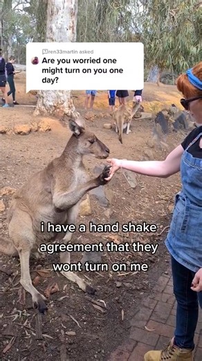 Kangaroo diaries only in Australia 🇦🇺 | My Discovery Lens