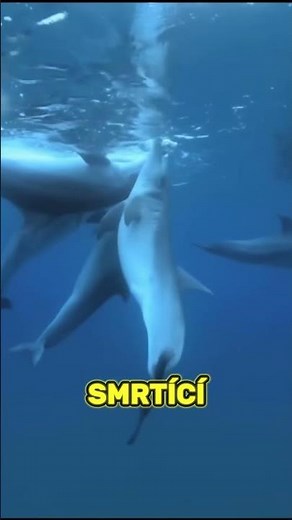 Delfíni a Jejich Fascinující Tajemství #dolphin