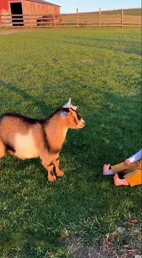 👶🐐💥 Baby Challenges a Mini Goat… And Gets Gently Defeated 😂🤣 #newbornbaby