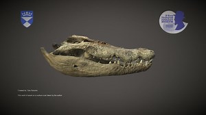 Saltwater Crocodile Skull - Download Free 3D model by University of Dundee Museum Collections (@uod_museums)