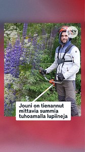 🤑 Jouni on tienannut mittavia summia tuhoamalla lupiineja sovelluksen avulla. 🔗 Lue lisää: https://www.mtvuutiset.fi/artikkeli/lupiinit-valtaavat-nyt-suomea-jouni-34-on-tienannut-liki-5000-euroa-niita-tuhoamalla/9180208 | MTV Uutiset