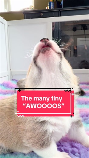 The Adorable Awoo of Baby Corgis