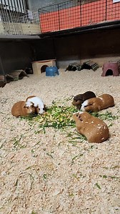 Saskia at the Los Angeles Guinea Pig Rescue on Reels