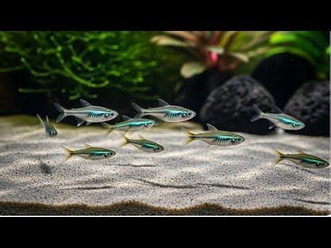 The Brightest GREEN Fish? Microdevario kubotai Showcase