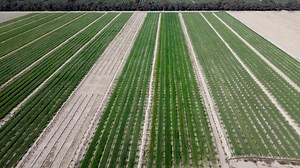 Agricultural Fields Aerial View | Free Stock Video Footage