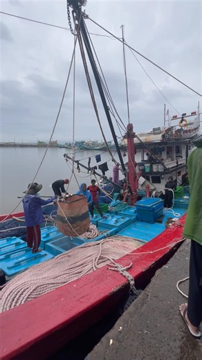 Giant Net Full of Fish Lands at the Dock!