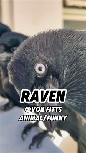 Funny Raven Moments to Brighten Your Day