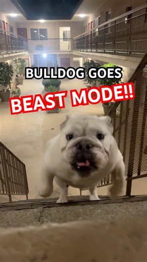 ‼️🤣She’s still got it! #dogshorts #cute #bulldog