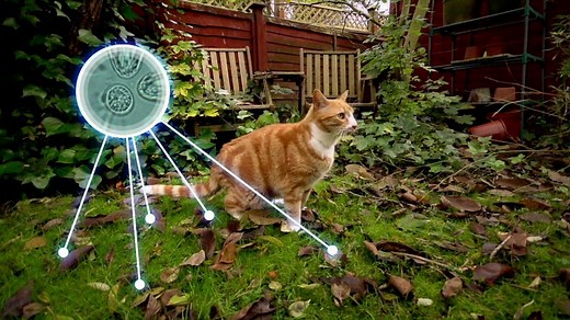 Infested by Toxoplasma gondii