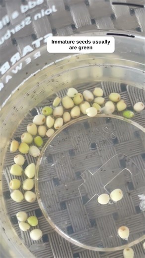 Green Anthurium Seeds? Here’s Why 👀 | Anthurium plant propagation experiment