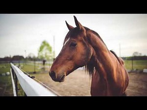 Horse Neigh Sound Effect