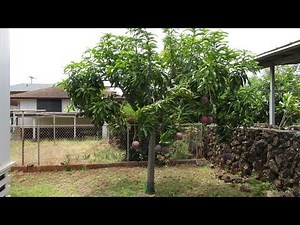 Small Rapoza Mango Tree That Produces Lots of Mangos!