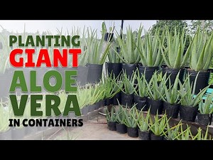 How To Plant Giant Aloe Vera in Containers