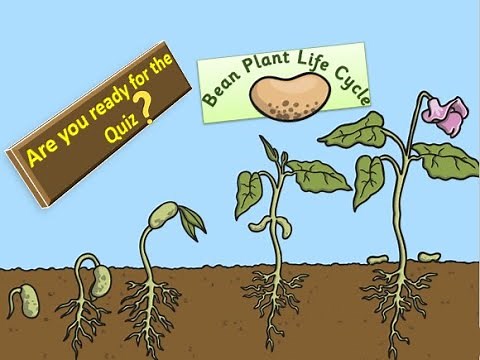 Bean Plant Life Cycle #science #plant #lifecycle #germination #sciencelearning #viral #trending