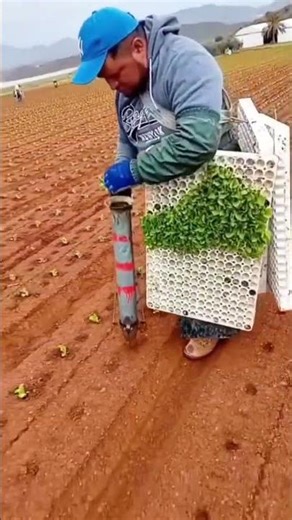 Homestead Harvest: Growing Veggies in the Mountains