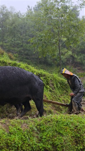 Traditional Paddy Farming in Heavy Rain | Ox Plowing Fields in a Remote Himalayan Village #heavyrain