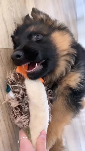 Adorable German Shepherd Puppy - Cuteness Overload!