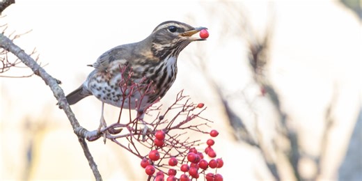 8 things that will bring birds to your garden — and help them survive the winter
