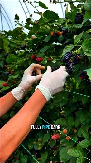 BLACKBERRY HAND HARVESTING PROCESS