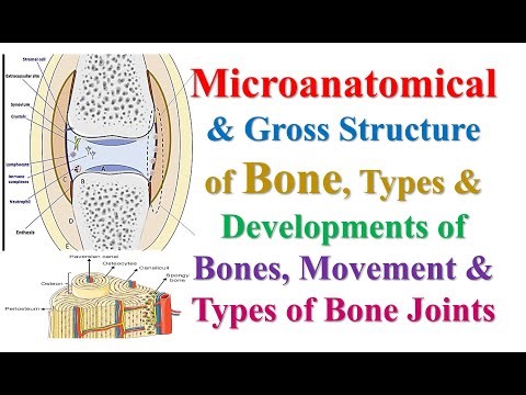 #Microanatomical & Gross Structure of Bone, Types, Developments, Movement and Types of Joints #bones