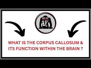 What is the Corpus Callosum & Its Function Within The Brain ? | GFGV