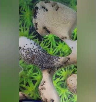 Wie Ameisen die Entwicklung ihrer Arbeiter „steuern“ und verlangsamen#natur #biologie #ameisen #wald