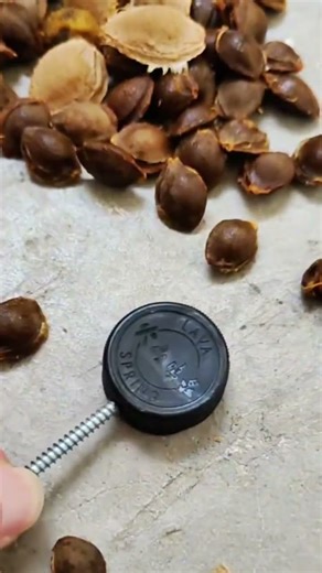 Homemade practical almond shelling tool