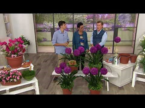 Roberta's 4-Piece Allium Globemaster Collection on QVC
