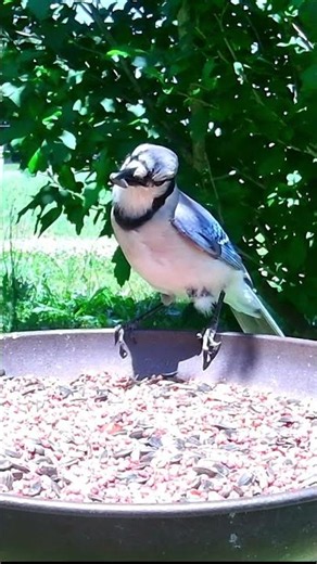 Blue Jay Facts You Might Not Know: Facts #7, #8, #9