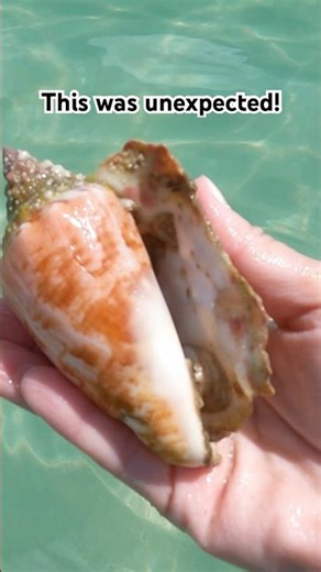 Milk Conch, Rare for SWFL