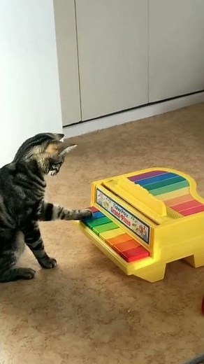 Cat playing piano