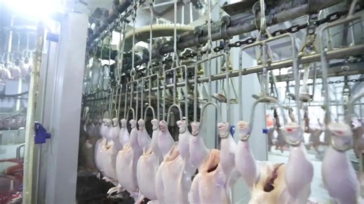 Slaughter site,clean and orderly #zhenbang #slaughter #chickens #process #manufacturer #slaughterhouse #automatic #production #machinery #wellorganized #factory