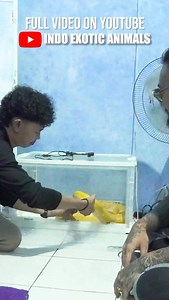 Kenapa belasan tahun gue kenal yang namanya reticulated python, ga pernah ketemu yg mukanya kaya gini @gekko_the_python . Bener2 cute | Audrey Audrian