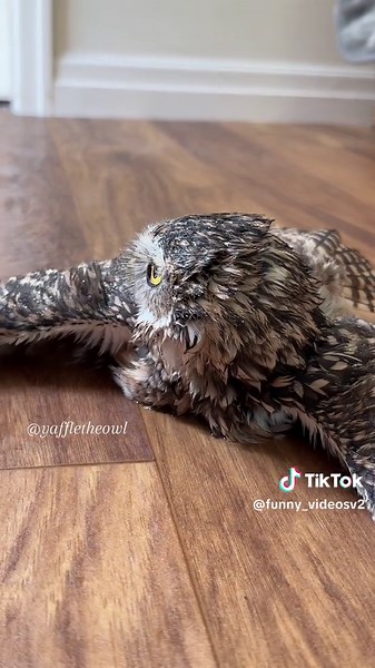 This owl is so cute😂#owlhouse #petowl #cute #babyowl | owl