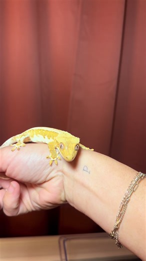The only sound that goes through my head when handling my geckos 🦎 #reptilesoftiktok #leopardgecko #crestedgecko #fyp #petsoftiktok