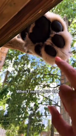 Adorable Big Cats: Baby Tigers and Lions in Action!