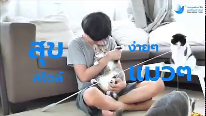 1.4K reactions · 55 shares | ความสุขหลากรูปแบบของแก๊งแมวเหมียว...