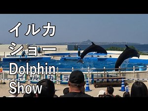 【4K】沖縄屈指の人気スポット、美ら海水族館のイルカショーを見学 Watching dolphin show at Churaumi Aquarium, Okinawa's popular spots