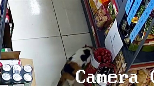 Sneaky stray cat shoplifts its favorite snack from store, is caught on video