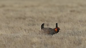 Greater prairie chicken dancing Agnieszka Bacal.