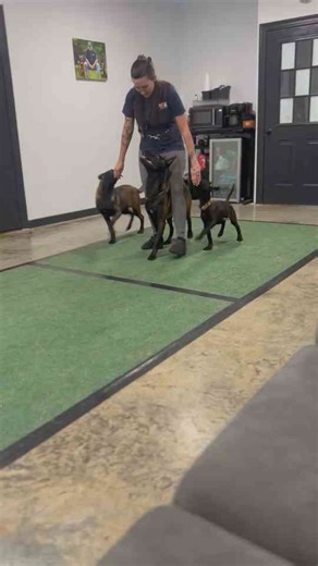 Training Session with Energetic Dogs