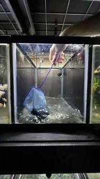 Let’s Clean & Reset A Ram Tank! 🫧 #aquariumhobby #plantedtank #fishkeeping #fishbreeding