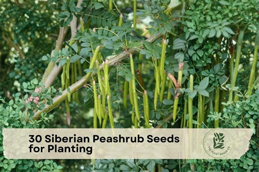 30 Siberian Peashrub Seeds for Planting | Caragana Arborescens - Etsy
