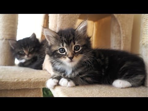 A Litter of 6 Week Old Kittens Playing Together