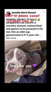 Scrappy Doo was found hurt, malnourished and could not use his back legs. He was given a few months to live. But he gave us two amazing years where he would always meet us with a huge smile, pull us where he wanted to go, give us the funniest nap poses and would kiss us and slobber us … We saw him get better, healthier and he even used his back legs. It was like he was getting younger instead of older. But cancer got to him and his organs were not well. We had to say good bye 😢 but we know he i