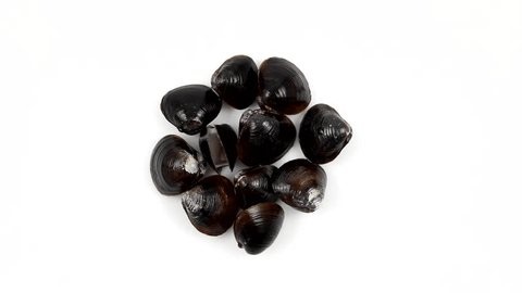 clip-3997847471-freshwater-clam-rotating-convey-freshness