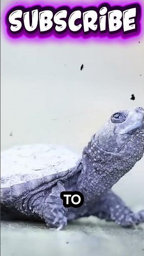 Why Only 1 Turtle Survives 🐢😢 #Shorts #NatureFacts
