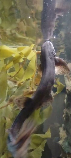 Small-spotted catshark at the Denver Aquarium pt 4