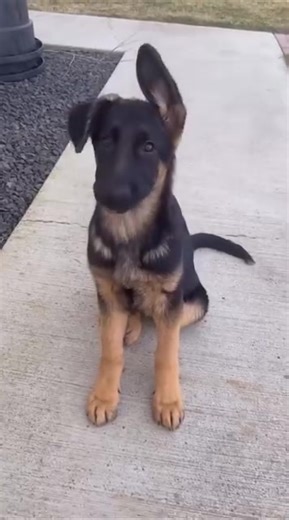 Upgrade your setup today at www.4tails.shop #servicedog #dogpatches #dogcommunity