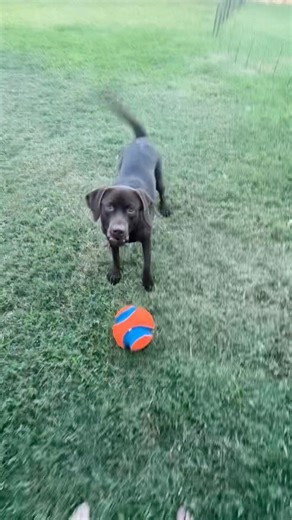 BALL Crazy Chocolate Lab #dog #labrador #puppy